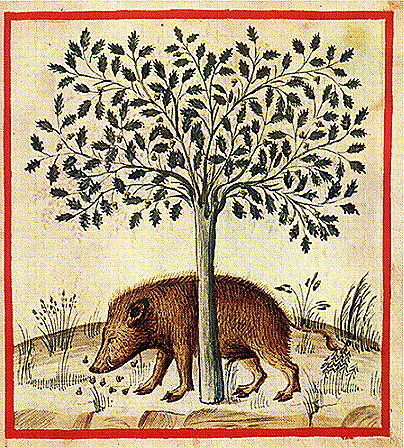 Maiale-Tacuinum-Sanitatis.jpg